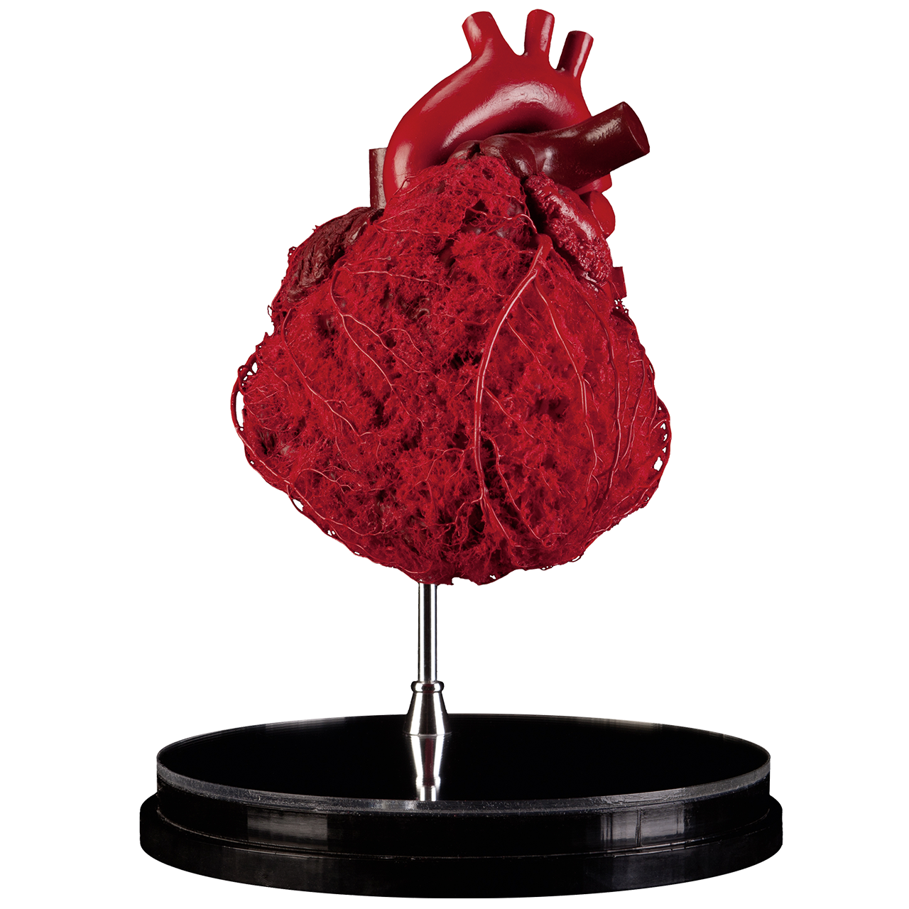 Plastinated blood vessel configuration fo a human heart from Anatomic Excellence and von Hagens Plastination
