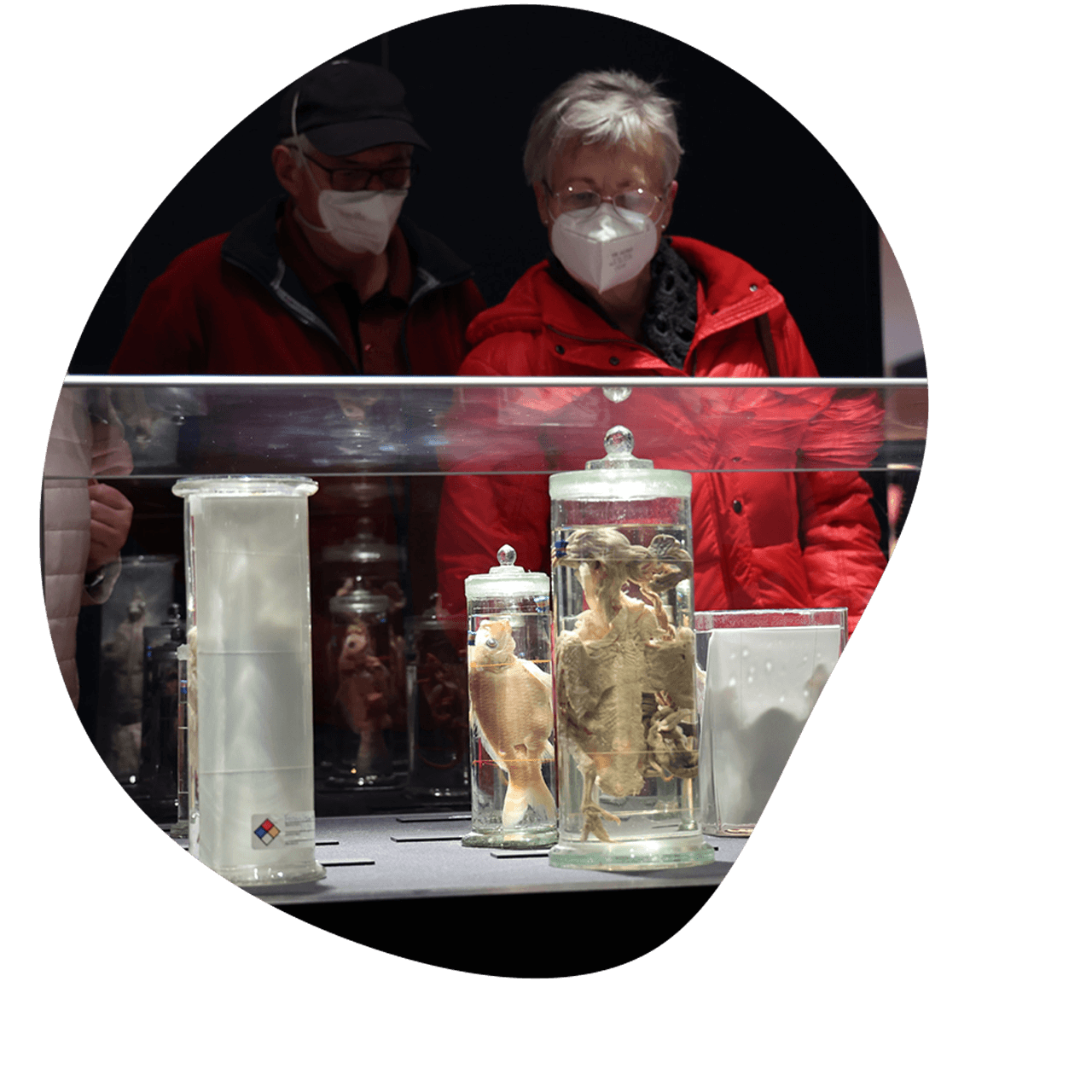 Two people wearing face masks looking at plastinated specimens in a display case