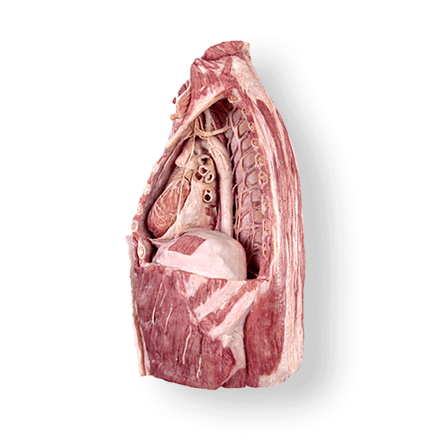 Plastinated specimen of Mediastinal Organs & Diaphragm for anatomy education and training