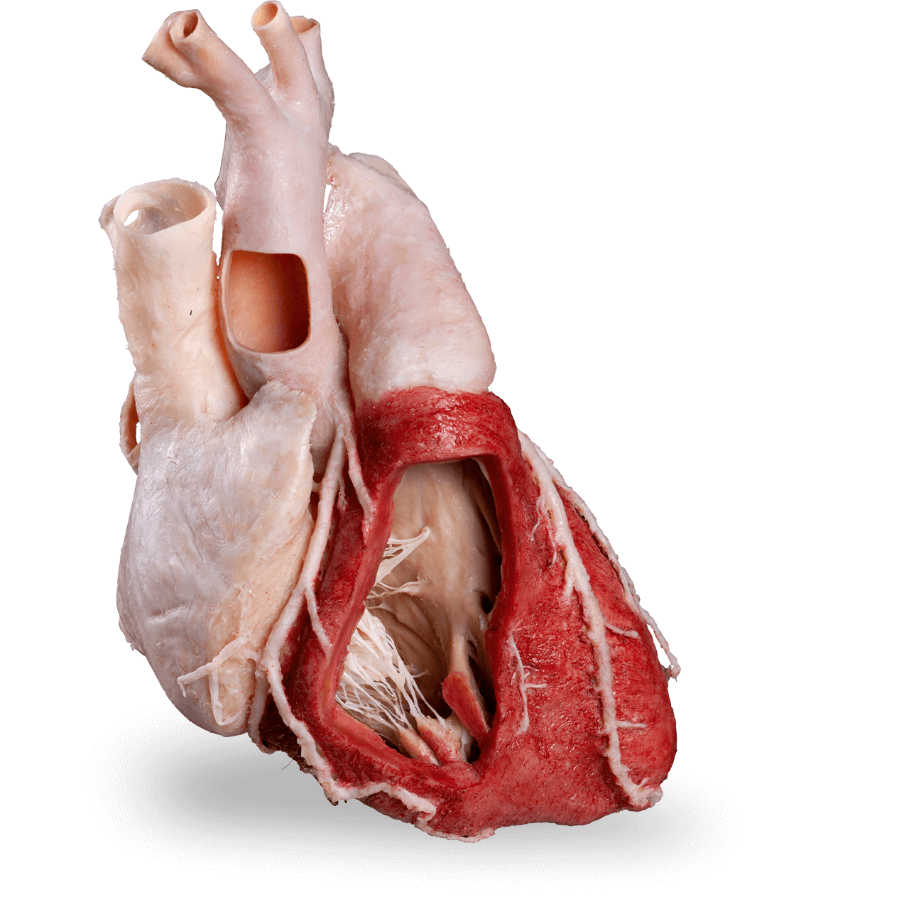 Plastinated human heart used for anatomy training and education.