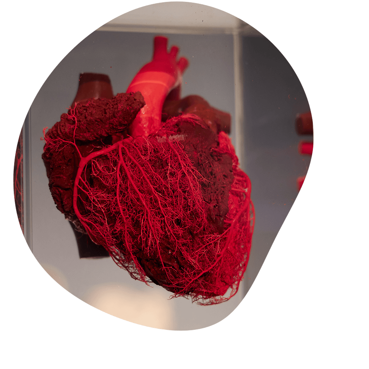 Plastinated human heart with blood vessels from Anatomic Excellence and von Hagens Plastination
