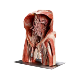 Plastinated specimen of a male lower body for anatomy education and training