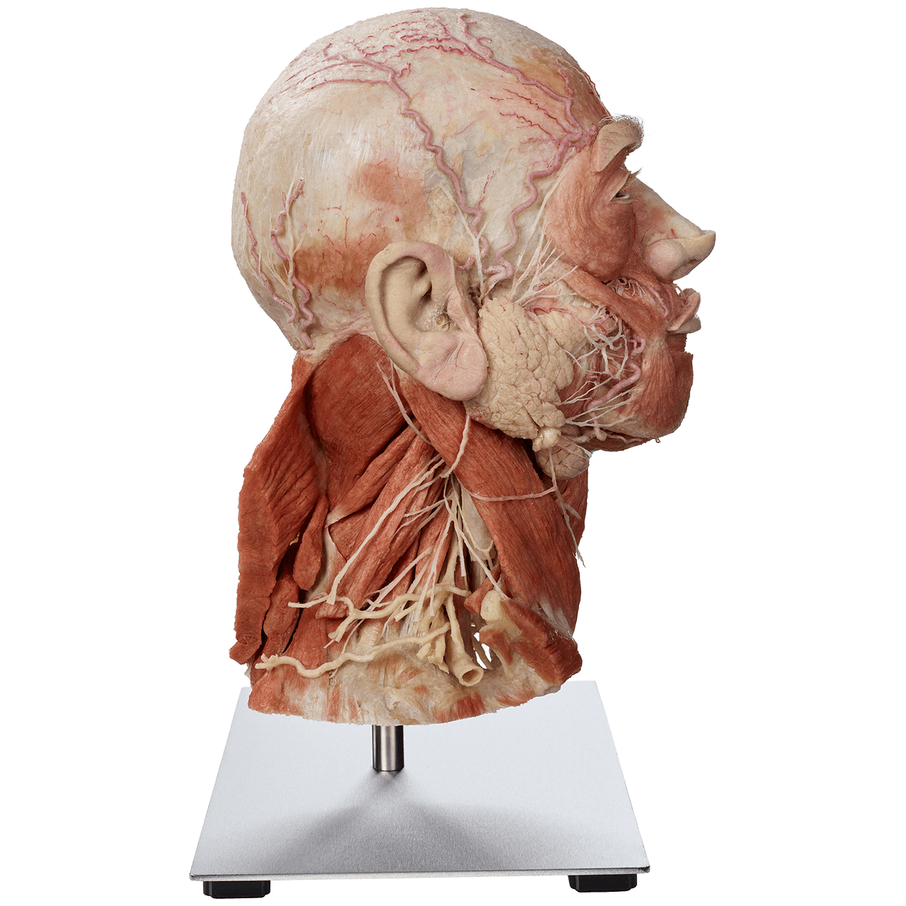 Side view of a plastinated human head from Anatomic Excellence and von Hagens Plastination
