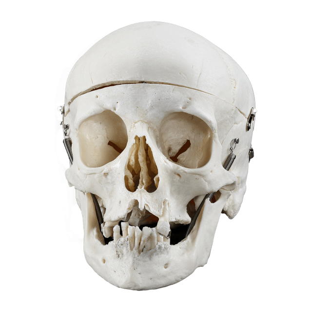 Front view of a real human skull prepared by von Hagens Plastination for anatomy education and training